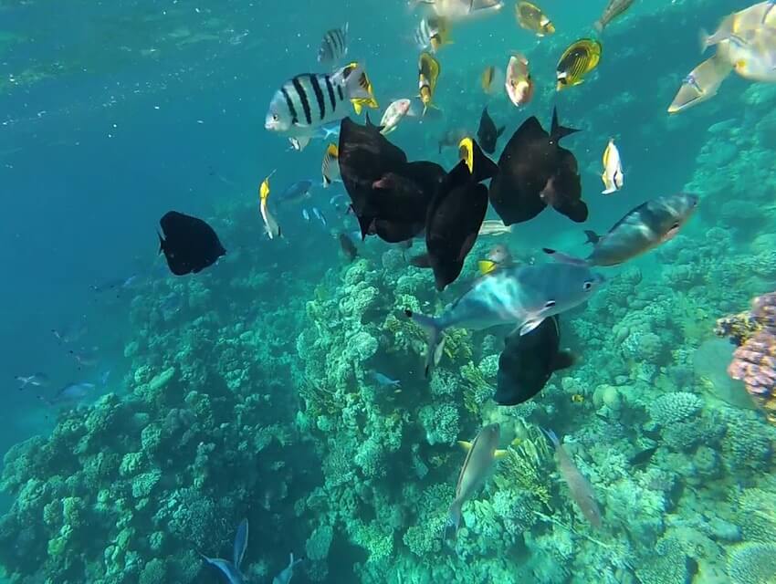 Риф у бухти Шаркс Бей Шаркс Бэй123-2-2.jpg